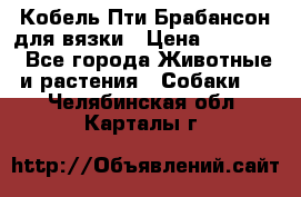 Кобель Пти Брабансон для вязки › Цена ­ 30 000 - Все города Животные и растения » Собаки   . Челябинская обл.,Карталы г.